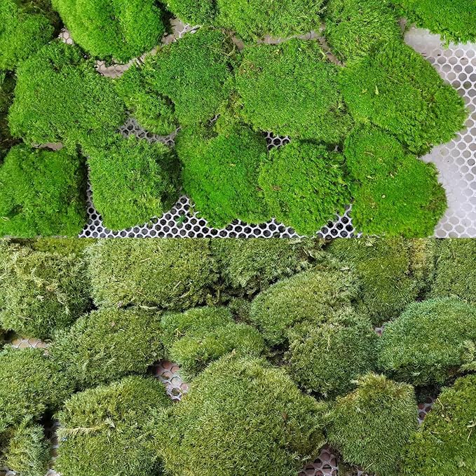 2 Color Mix Pack Preserved Pole Moss Pillow Bun Cushion Natural Decorative Green DIY Kit Art Wall Decor Florist Decor Easter Table Decor Wedding(1.5 sq.ft, Green-A,Green-B)