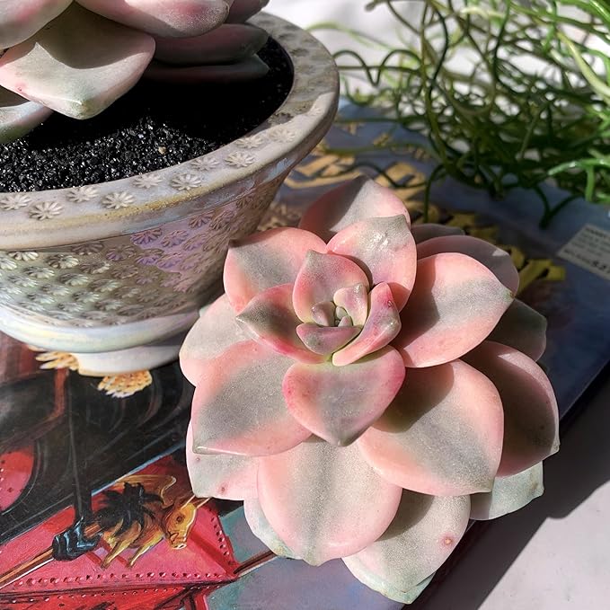 Graptopetalum Snow White Rare Live Succulent Plants, Variegated 2.5" Bare Root Without Pot & Soil, Garden Indoor Office Desk Baby Shower Decoration, Friend Plant Lovers Gifts