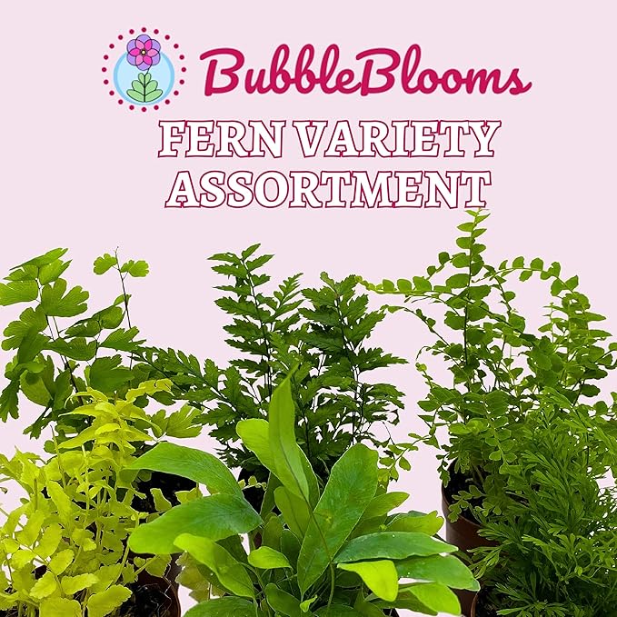 BubbleBlooms Fern Variety Assortment, 6 Different Ferns in 2 inch pots Tiny Mini Pixie Plants