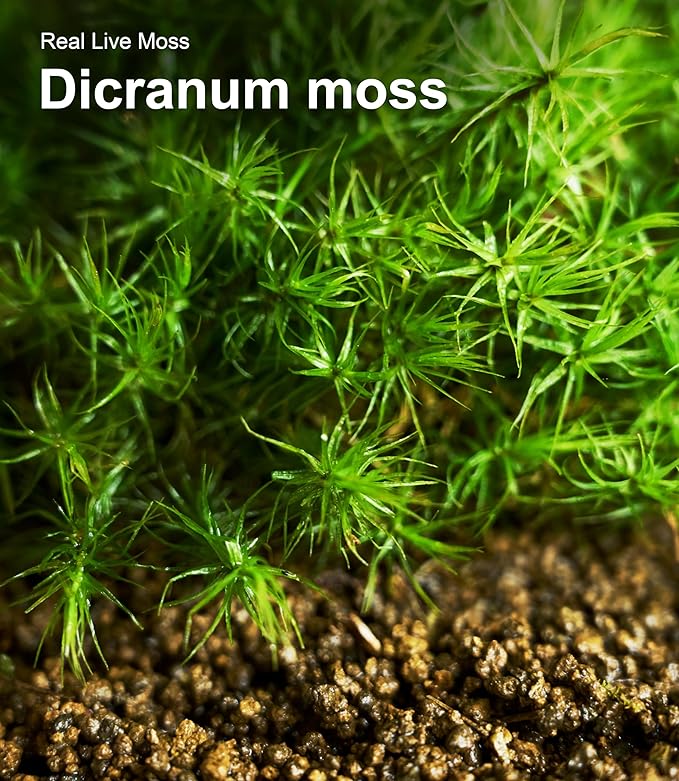 Live Moss Variety Pack – 3 Real Moss Types (Each 3.5"x7"), Decorative Moss for Terrariums, Bonsai, Fairy Gardens, and Plant Craft Projects – Reusable, Naturally Grown, Not Artificial