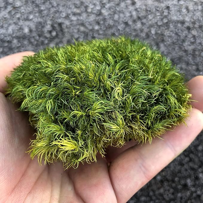 Preserved Pole Moss Pillow Bun Cushion Natural Green Decorative Real Natural DIY Kit Terrariums Garden Art Wall Florist Easter Wedding Decor (1.5 sq.ft., Green-A)