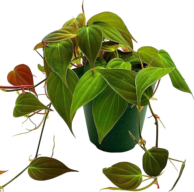 BubbleBlooms Philodendron Micans Hederaceum in a 4 inch Pot Heart-Leaf Philo, Sweetheart Plant