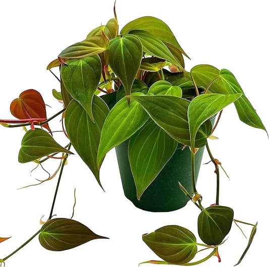 BubbleBlooms Philodendron Micans Hederaceum in a 4 inch Pot Heart-Leaf Philo, Sweetheart Plant