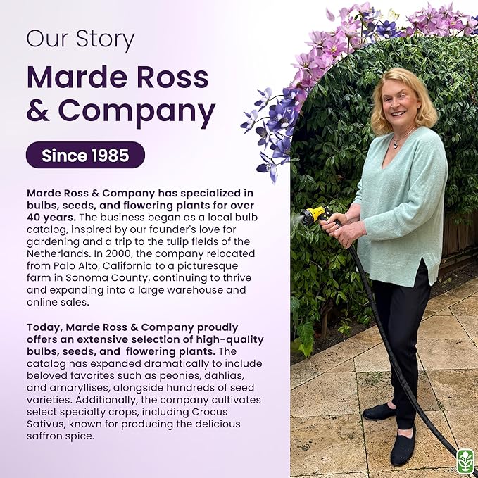 Grape Hyacinth Bulbs - 15 Muscari Armeniacum Bulbs for Planting - Grows 6-8" Tall - Flower Bulbs for Spring Planting - Indoor Forcing