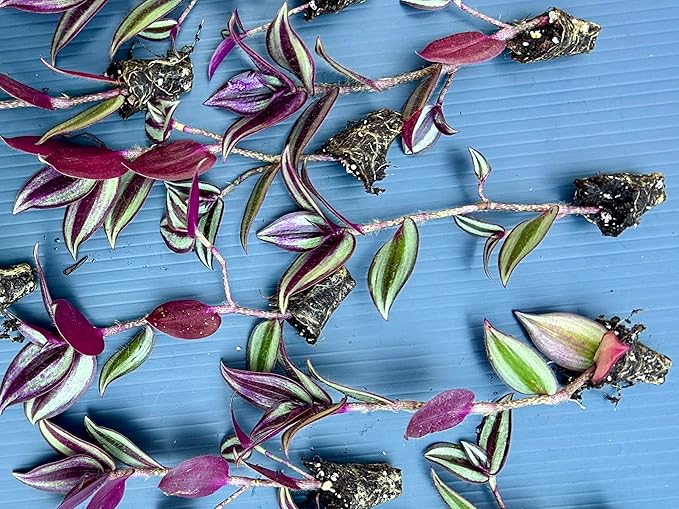 Live Wandering Jew Plant - Tradescantia Zebrina Starter Plants - Pack of 10, Healthy and Pest-Free, Vibrant Purple Foliage, Perfect for Home & Garden, Easy-Care Indoor/Outdoor Houseplant