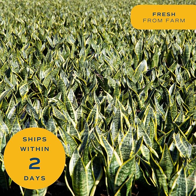 Costa Farms Snake Plant Live Plant | 3-4 Feet Tall Indoor Houseplant | Potted in 12-Inch Planter Pot | Grower's Choice | Perfect Housewarming Gift, Room or Office Decor