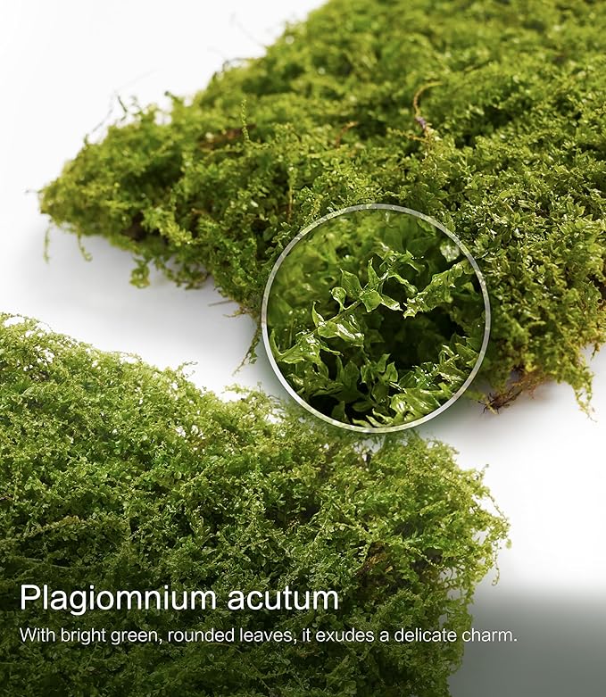 Live Moss – Plagiomnium Moss (3 Sheets, Each Approx. 3.5"x7") for Terrariums, Moss Balls, Bonsai & Natural Plant Decor – Naturally Grown, Reusable, Not Artificial