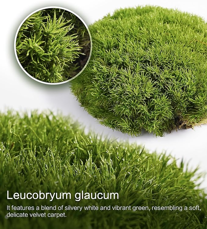 Live Moss – Leucobryum Moss (2 Sheets, Each Approx. 3.5"x7") for Terrariums, Bonsai, Potted Plants & Natural Moss Art – Cushion-Style Texture, Naturally Grown, Reusable, Not Artificial