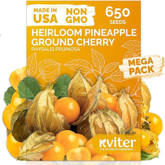 KVITER 650 Aunt Molly Ground Cherry Seeds for Planting (Physalis pruinosa) – Non GMO & Heirloom Pineapple Ground Husk Cherry Tomatoes, Organic Fruit Seeds – Tropical Flavor Berries