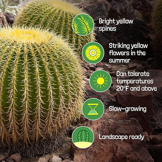 Cactus Outlet - Golden Barrel Cactus Plant - Barrel Cactus Plants Live - 10 Gal (12x17) - Landscape Ready Barrel Cactus Plants Live Delivered Right to Your Door - Live Plants Outdoor