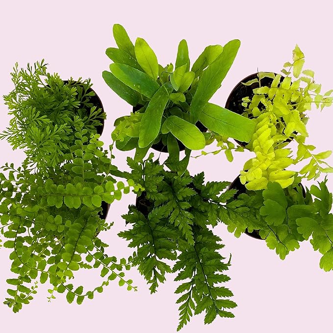 BubbleBlooms Fern Variety Assortment, 6 Different Ferns in 2 inch pots Tiny Mini Pixie Plants
