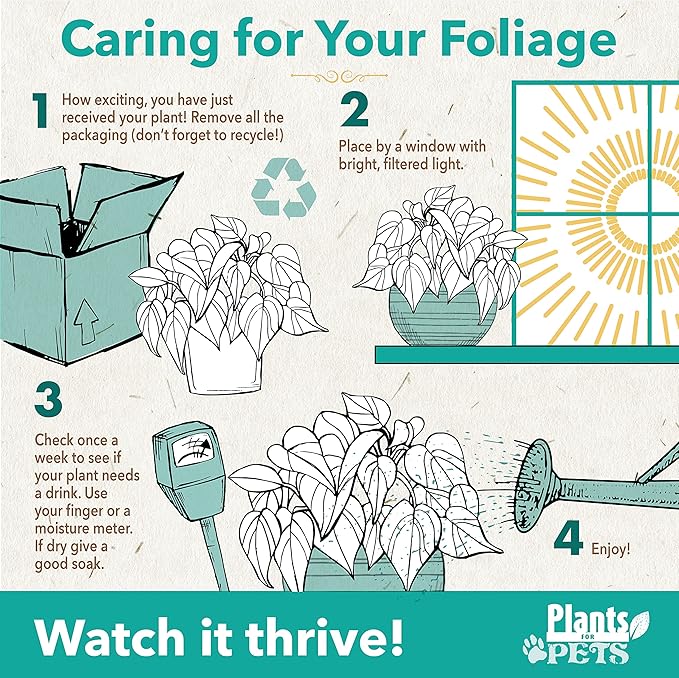 Live Fiddle Leaf Fig Tree Ficus, House Plant Decor in 6" White Pot, Easy Plant Gift, Live Ficus Tree, Real Office and Home Décor by Plants for Pets