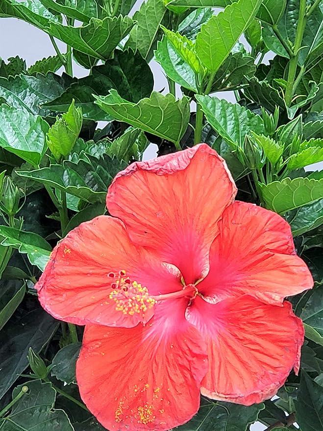 Braided Hibiscus Tree Live - Red President - Overall Height 38" to 44" - Tropical Plants of Florida (Plant Only)