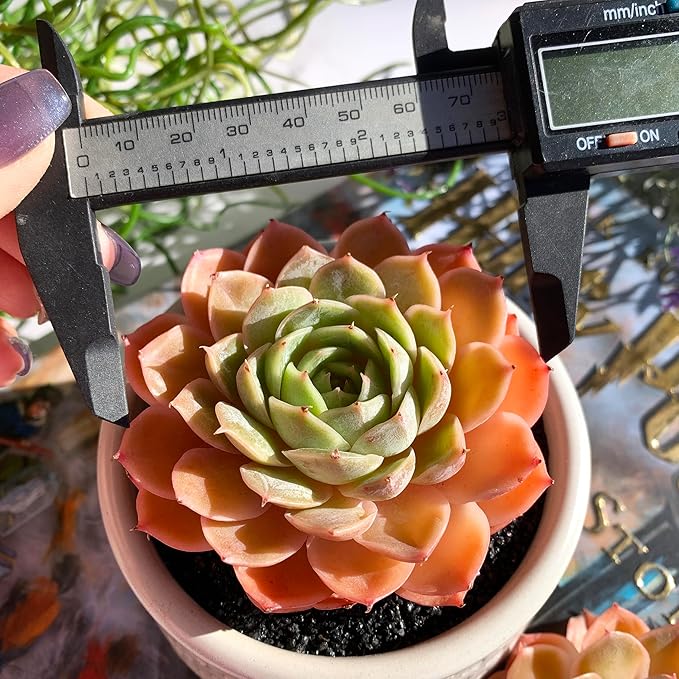 Echeveria Onslow Rare Live Succulent Plants, 1 Head 3" Bare Root Without Pot & Soil, Garden Indoor Office Desk Baby Shower Decoration, Friend Plant Lovers Gifts