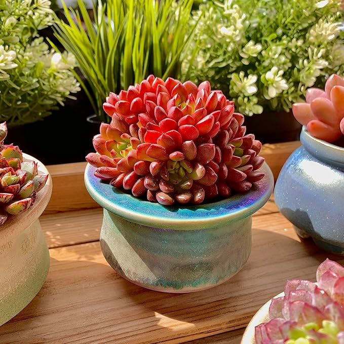 Echeveria Pink Rubby Rare Live Succulent Plants, Red Cluster 3.5" Live Plant, Package Without Pot & Soil, Garden Indoor Office Desk, Wedding Party Baby Shower Decoration, Friend Plant Lovers Gifts