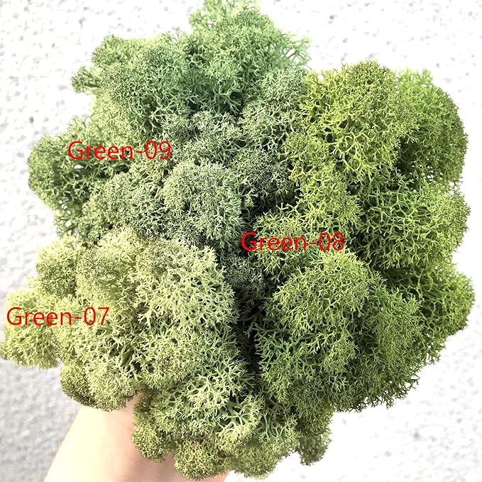 Preserved Reindeer Moss Natural Green DIY Kit Gardenning Art Wall Decor Florist Decor Easter Table Decor Wedding