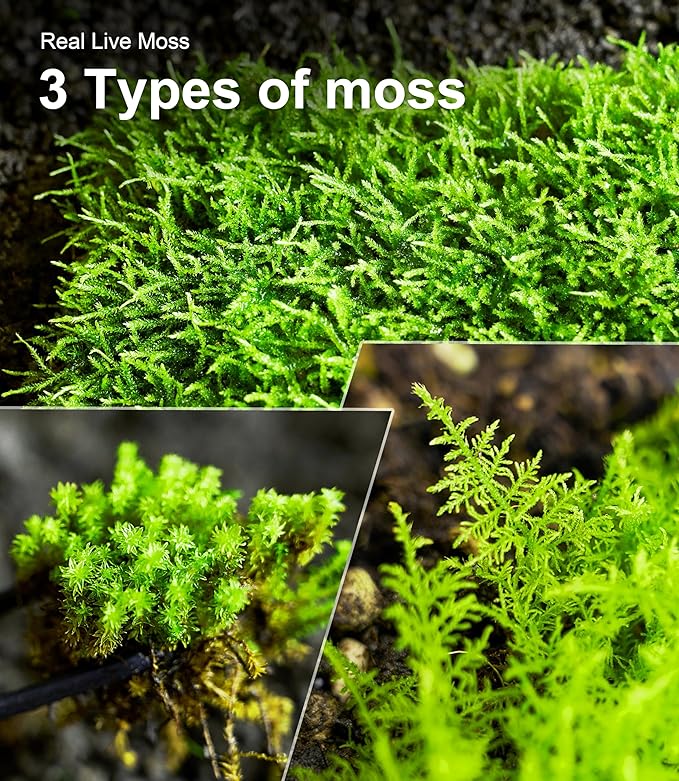 Live Moss Variety Pack – 3 Real Moss Types (Each 3.5"x7"), Decorative Moss for Terrariums, Bonsai, Fairy Gardens, and Plant Craft Projects – Reusable, Naturally Grown, Not Artificial