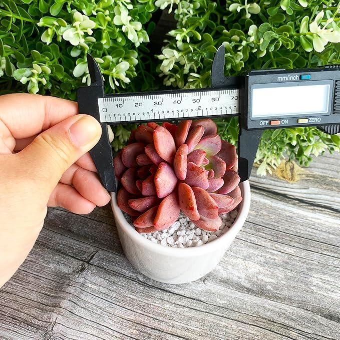 Generic Echeveria Ariel Rare Live Succulent Plants, 2 Heads 3"" Red, Bare Root Without Pot & Soil, 1/3/7 Pcs, Garden Indoor Office Desk Baby Shower Decoration, Friend Plant Lovers Gifts