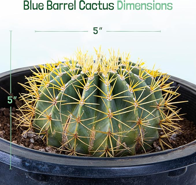 Cactus Outlet - Ready to Plant Blue Barrel Cactus - Live Cactus Plants - Barrel Cactus Plants Live - Landscape Ready Barrel Cactus Plants Live Delivered Right to Your Door - Live Plants Outdoor