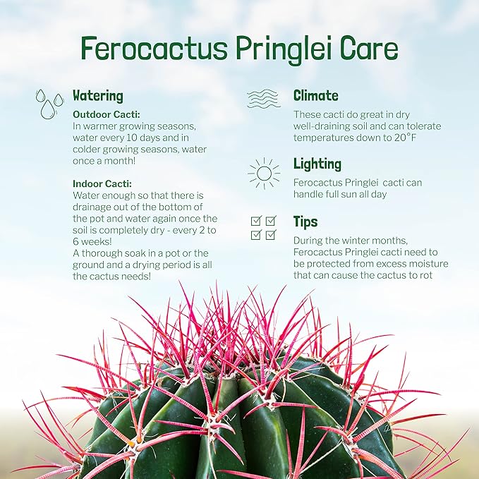 Cactus Outlet - Ferocactus Pringlei - Barrel Cactus - Live Cactus Plants - Barrel Cactus Plants Live - Landscape Ready Barrel Cactus Plants Live Delivered Right to Your Door - Live Plants Outdoor
