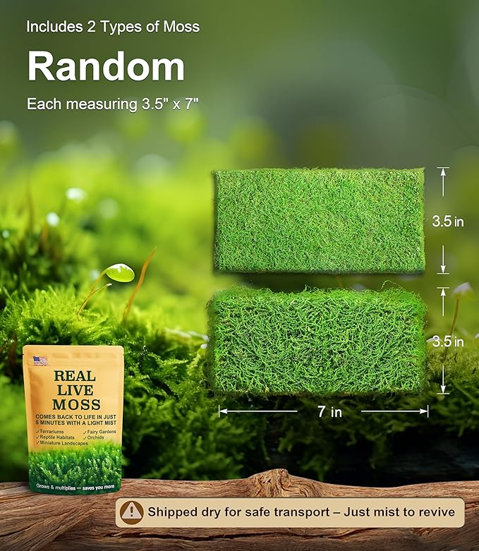 Real Live Moss – 4 Types Live Moss for Terrariums, Fairy Gardens, Reptile Habitats & Mini Landscapes | Revives in 5 Minutes with Water Mist, Soft Green Texture, Easy to Grow (4-Pack, 3.5”x7”)