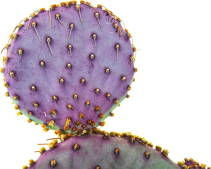 Cactus Outlet - Santa Rita Prickly Pear Cactus Plants Live - Live Cactus Plants - Santa Rita Cactus - Prickly Pear Plant Live - Landscape Ready Cactus Plants Live Delivered Right to Your Door