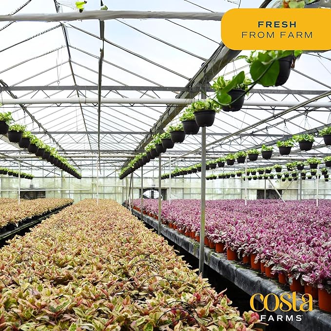 Costa Farms ZZ Chameleon Live Plant in Self Watering Pot, Easy to Maintain, Air Purifying Indoor Houseplant, Home, Room, or Office Decor, House Warming or Birthday Gift, 10-18 Inches Tall