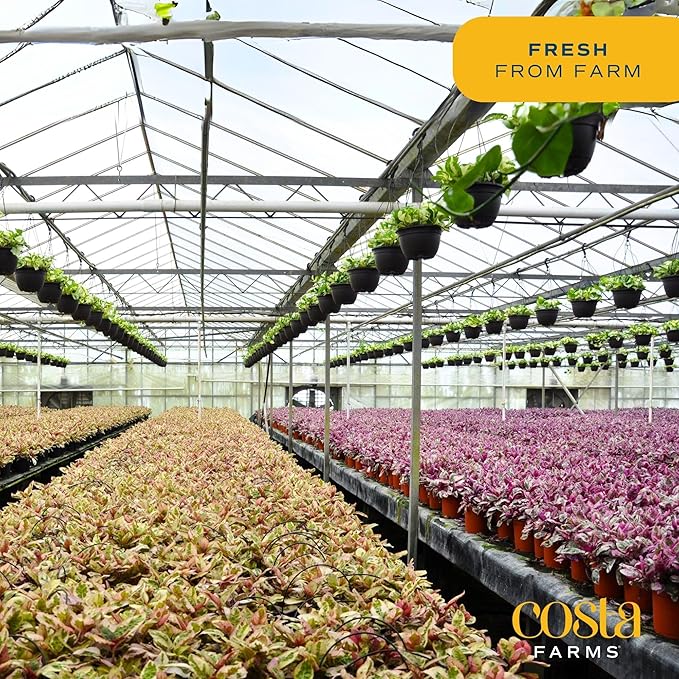 Costa Farms Trending Tropicals Aglaonema Live Indoor Plant, Self Watering Décor Plant Pot, 1 Foot Tall