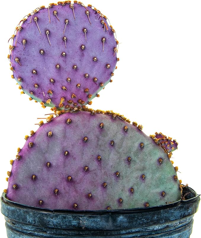 Cactus Outlet - Santa Rita Prickly Pear Cactus Plants Live - Live Cactus Plants - Santa Rita Cactus - Prickly Pear Plant Live - Landscape Ready Cactus Plants Live Delivered Right to Your Door