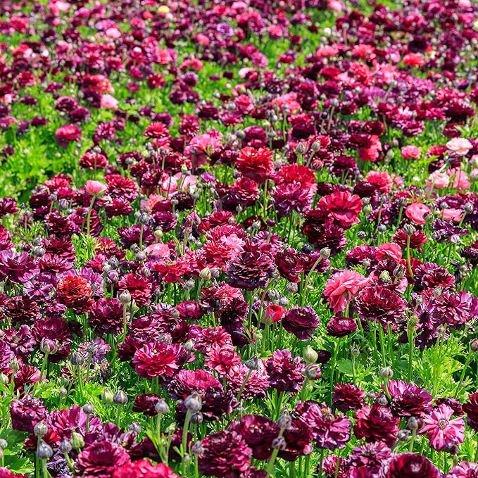 Ranunculus Bulbs - Vineyard Mix - 40 Bulbs - Mixed Flower Bulbs, Corm Attracts Bees, Attracts Pollinators, Easy to Maintain & Grow, Fragrant, Container Garden