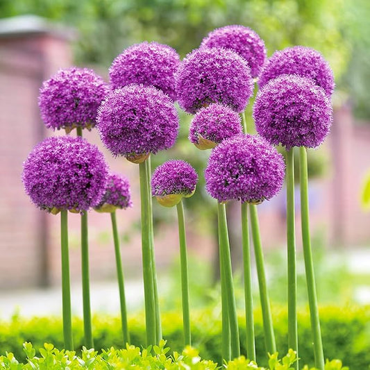 Garden State Bulb Gladiator Allium Flower Bulbs, 18cm, Fall Planting (Bag of 20)