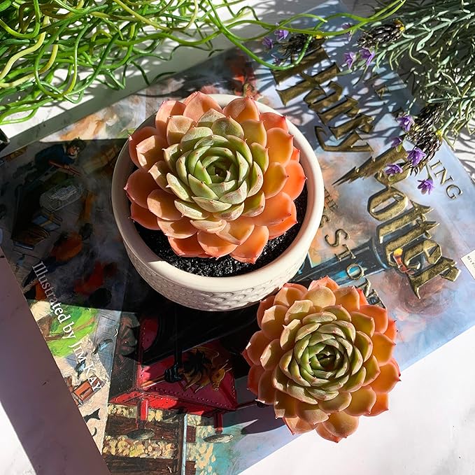Echeveria Onslow Rare Live Succulent Plants, 1 Head 3" Bare Root Without Pot & Soil, Garden Indoor Office Desk Baby Shower Decoration, Friend Plant Lovers Gifts