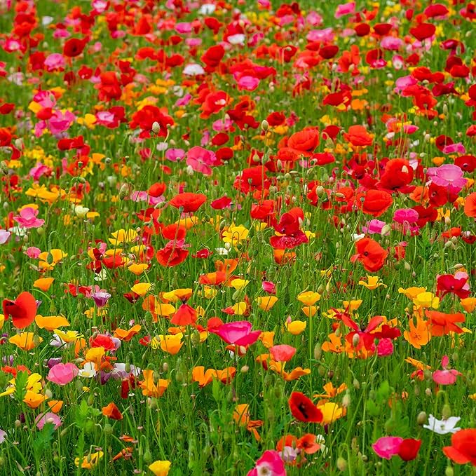 Eden Brothers Poppy Power Flower Mixed Seeds for Planting, 1/4 lb, 120,000+ Seeds with Red Corn, Iceland, California Poppy, Attracts Pollinators, Plant in Spring or Fall, Zones 3, 4, 5, 6, 7, 8, 9, 10