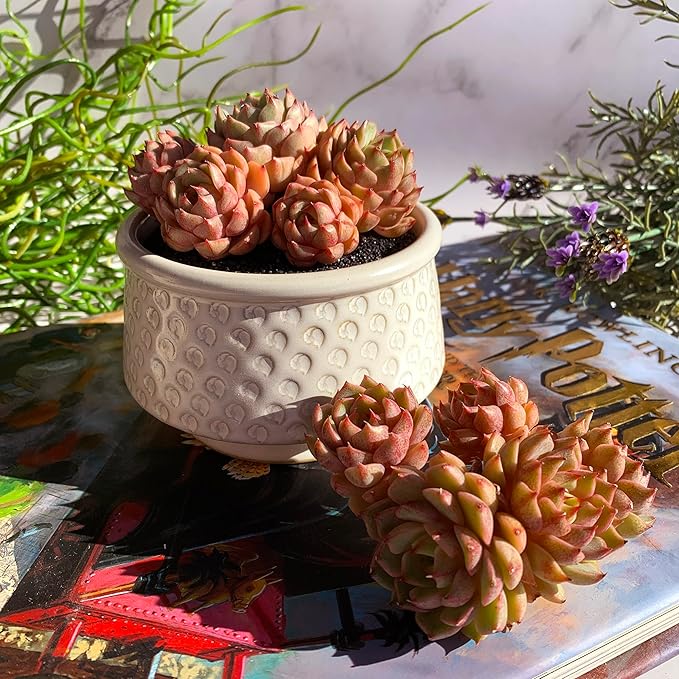 Echeveria Ben Badis Rare Live Succulent Plants, Cluster 3.5" Bare Root Without Pot & Soil, Garden Indoor Office Desk Baby Shower Decoration, Friend Plant Lovers Gifts