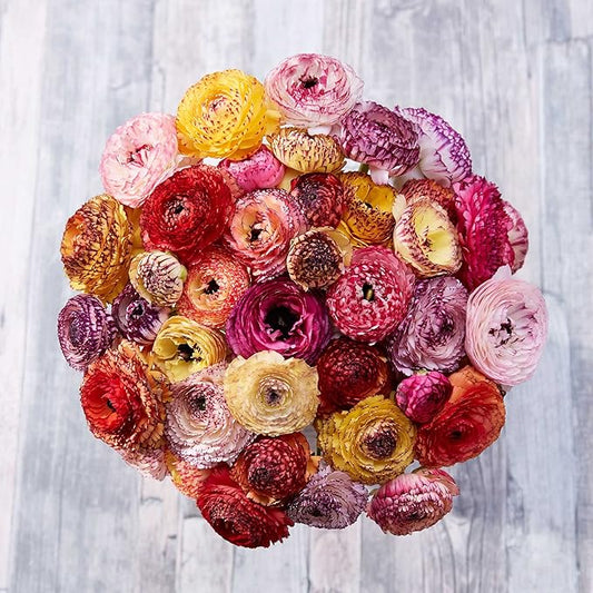 Eden Brothers Ranunculus Bulbs - Picotee Mix