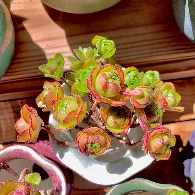 Aeonium saundersii Pinheads Rare Live Succulent Plants, Pink Cluster 3.5" Live Plant, Package Without Pot Soil, Garden Indoor Office Desk Wedding Party Baby Shower Decoration, Friend Plant Lovers Gift
