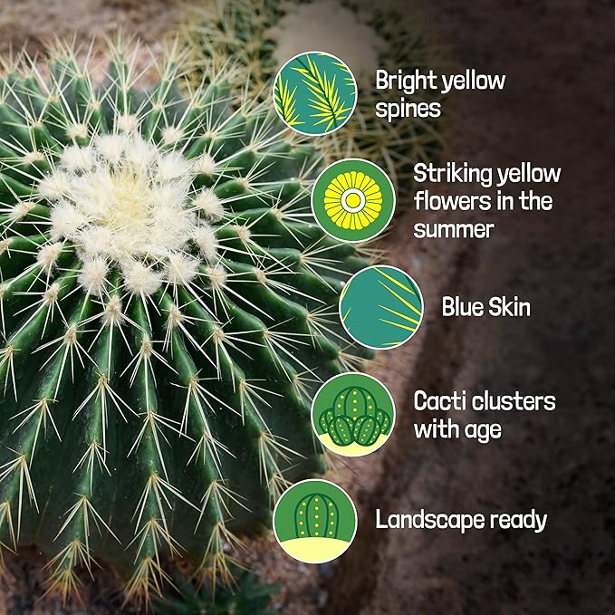 Cactus Outlet - Ready to Plant Blue Barrel Cactus - Live Cactus Plants - Barrel Cactus Plants Live - Landscape Ready Barrel Cactus Plants Live Delivered Right to Your Door - Live Plants Outdoor