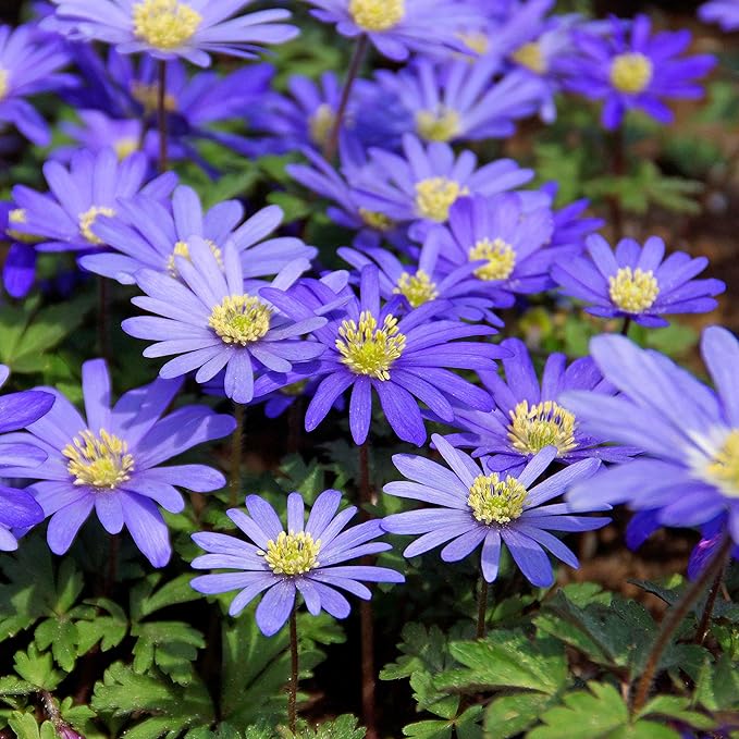 Easy to Grow Anemone Blanda Blue Shades 20 Plant Bulbs - Blue Violet Flowers in Spring Outdoor, Full Sun
