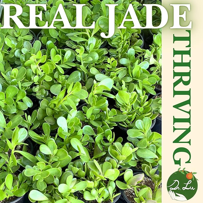 Dr. Lu’s Organic Trailing Jade Plant | Rare Jade Plant | Succulents Plants Live | Air Purifying Plants Indoor | Easy Grow House Plants in 5'' H x 4'' W Nursery Pot