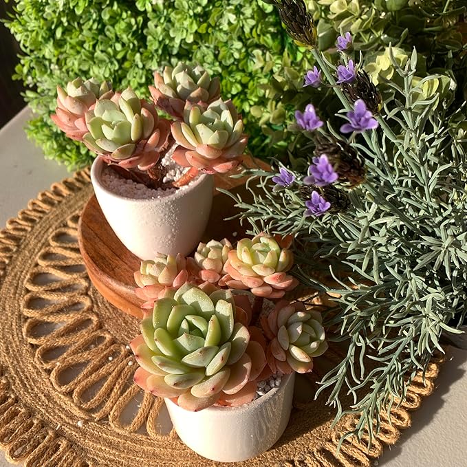 FWPP Live Succulents Plants Echeveria Love Song 3.5 inches,Rare Succulents Bare Root Without Pot Soil, Live Plants Indoor Office Decoration Wedding and Gift