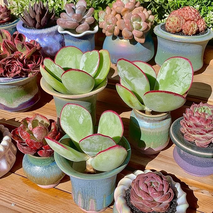 FWPP Live Succulents Plants Echeveria 'White Eyebrow' 3.5 inches,Rare Green Succulents Bare Root Without Pot Soil, Live Plants Indoor Office Decoration Wedding and Gift