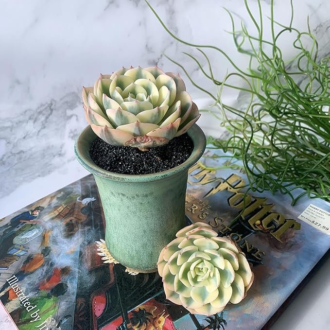 Echeveria Secunda VAR. Glauca Variegated Rare Live Succulent Plants, 2.5" Bare Root Without Pot & Soil, Garden Indoor Office Desk Baby Shower Decoration, Friend Plant Lovers Gifts