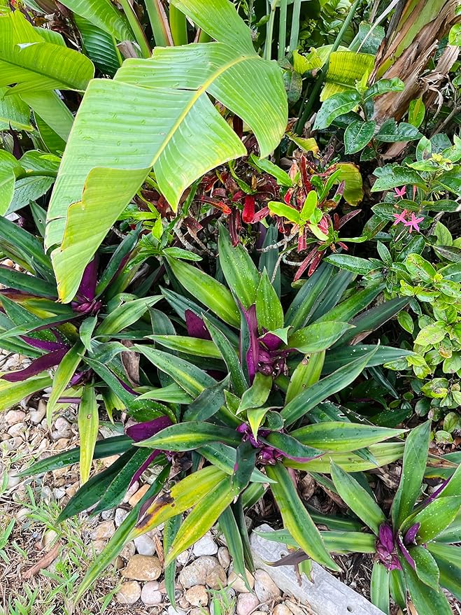 ONE Outdoor Live Plant- Oyster Plant Purple & Green - Grows to Medium Height Outdoor Plant- Young Small Plant
