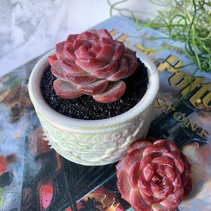 Echeveria Snow Lotus Rare Live Succulent Plants, 1 Head 2.5" Bare Root Without Pot & Soil, Garden Indoor Office Desk Baby Shower Decoration, Friend Plant Lovers Gifts