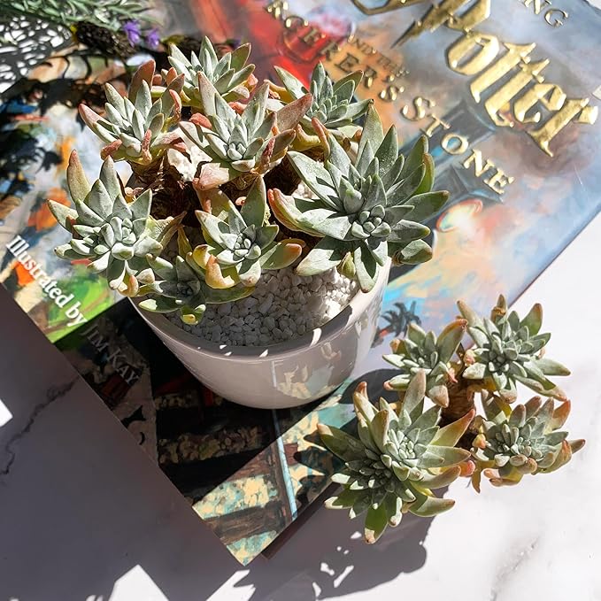 Dudleya Gnoma S.W.McCabe Rare Live Succulent Plants, 5-7 Heads 3.5" Bare Root Without Pot & Soil, Garden Indoor Office Desk Baby Shower Decoration, Friend Plant Lovers Gifts