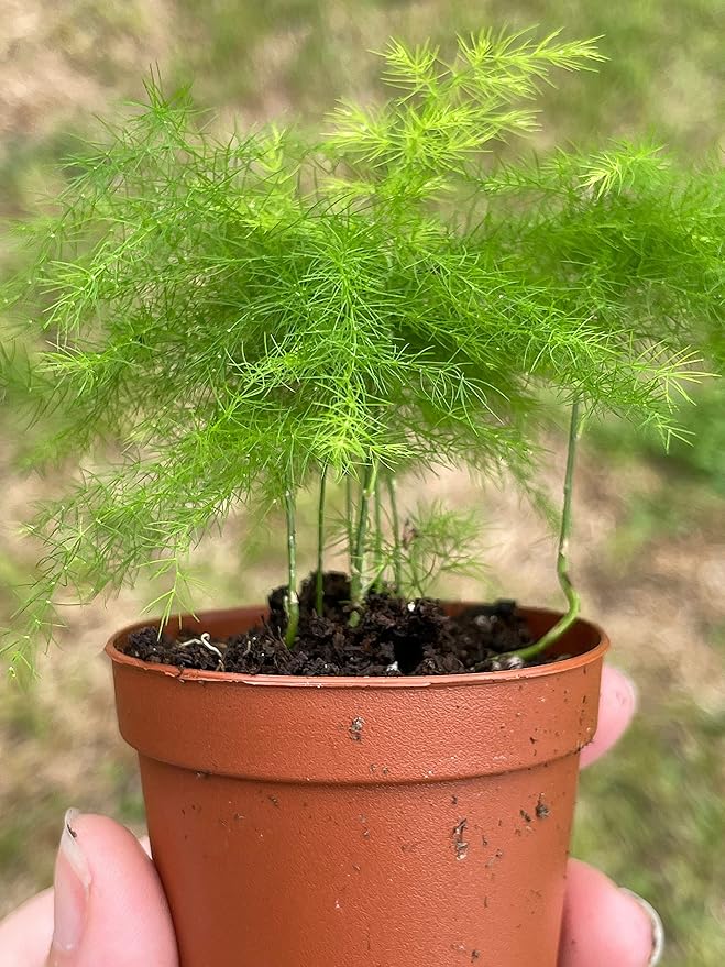 BubbleBlooms Asparagus Fern, Asparagus setaceus, Feathery Soft Tiny Leaf Plant, Live in a 2 inch Pot by BubbleBlooms