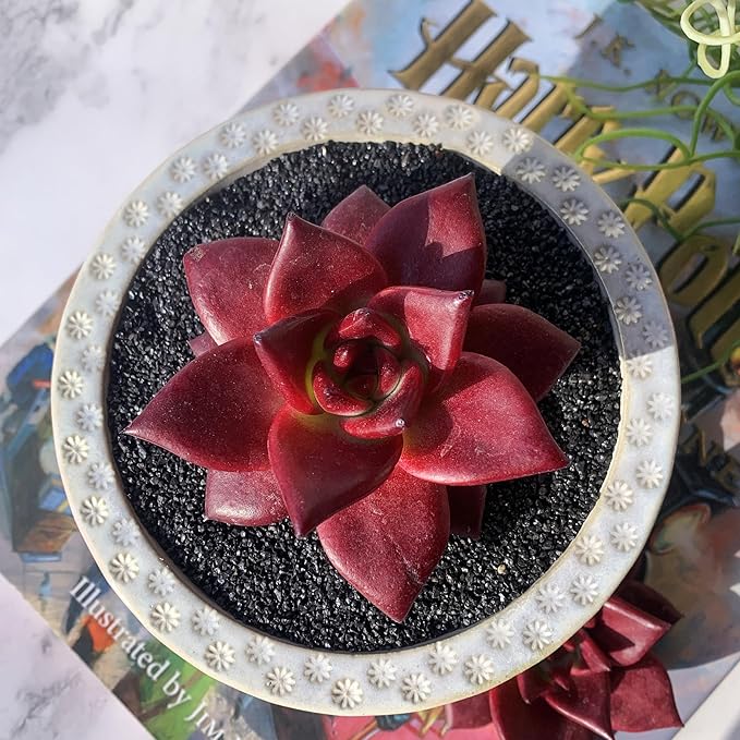 Echeveria Agavoides v Romeo Rubin Big Rare Live Succulent Plants, 1 Head 2-2.5" Bare Root Without Pot & Soil, Garden Indoor Office Desk Baby Shower Decoration, Friend Plant Lovers Gifts