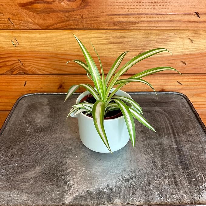 Chlorophytum Variegated Spider Plant - 2" Plant