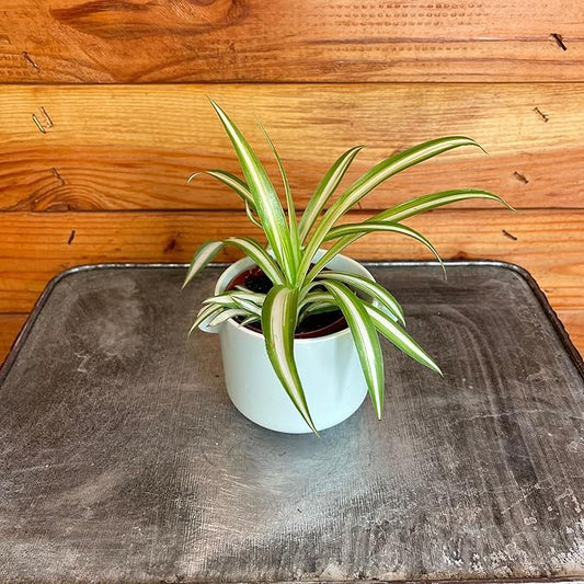 Chlorophytum Variegated Spider Plant - 2" Plant