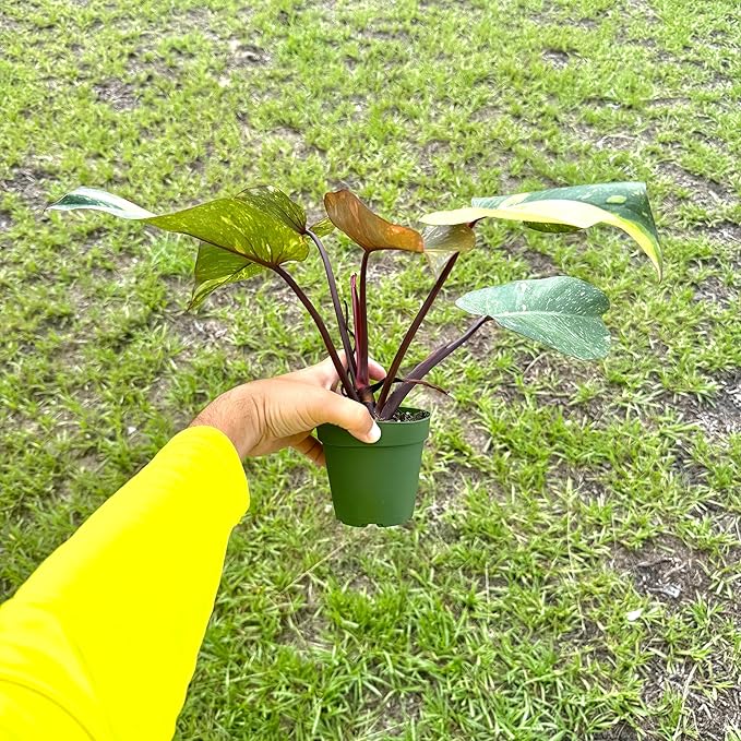 Live Philodendron Orange Princess Plant – 4” Indoor Variegated Aroid with Dark Green and Copper-Orange Foliage | Air Purifying Houseplant for Low Light Rooms | Houseplant for Home or Office Decor